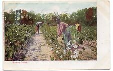 UDB Postcard, Picking Cotton, Black Americana, 1908 picture