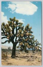 Joshua Trees of the Mojave Desert in California, Vintage Postcard picture