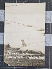 Vintage 1904-1918 Morton Washington Animal B&W RPPC Azo Postcard Spring is Here picture