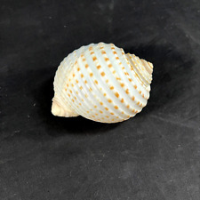 5 inch Tonna Tessellata, Spotted Tun Shell - seashell picture