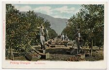 Men Picking Oranges in a California Grove Lithograph Charles Weidner Postcard picture