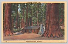 Yosemite National Park California Mariposa Grove Of Big Trees Unposted Postcard picture
