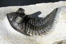 EXTINCTIONS- HUGE-EYED, SPINY ERBENOCHILE TRILOBITE FOSSIL- PREPPED IN THE USA picture