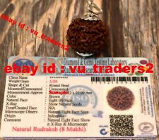 8 Mukhi rudraksha / Eight Face Rudraksh Java Bead Lab Certified Size 24-26 MM picture