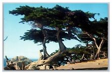 Carmel, CA California, Sentinels of the Pacific Sequoia, Vintage Postcard picture