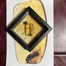 Rare Pre-Historic Genuine Burmese Amber Detailed Trichoptera (Caddis Fly) A116 picture