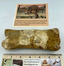Spinosaurus 6” Tarsal Foot Dinosaur F0SSIL before T Rex Cretaceous See Note Belo picture