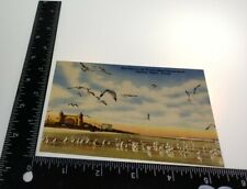Daytona Beach FL Seagulls Postcard unused Vtg  picture