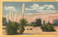 Postcard 675 Spanish Bayonet In Bloom On The Desert    [dw] picture