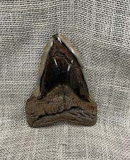 Ancient Megalodon Shark Tooth picture