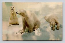 Postcard Polar Bear San Diego Zoo California CA, Vintage Chrome N19 picture