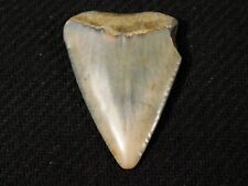 ANCESTRAL Great WHITE Shark Tooth Fossil 100% Natural 6.7gr picture