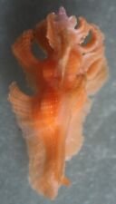 Pterynotus elongatus orange 43mm caught in 100meters deep Siargao June 216 2023 picture
