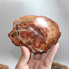 7~14cm Natural Petrified Wood Fossil Crystal Coaster Madagascar Specimen Stone picture