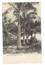 Royal Palms Florida FL Rotograph Undivided Back Postcard Unposted picture
