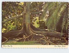 Postcard Morton Bay Fig Fort Myers Florida USA picture
