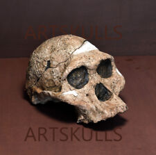 Australopithecus Africanus. 