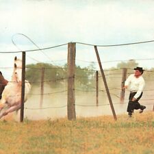 Postcard Argentina Buenos Aires Folklore Argentino El Lazo Horse Loop Gaucho picture