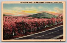 Hancock MD - US Route 40 - Western Maryland - Spring - Orchards - Apple Blossoms picture
