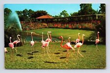 c1971 Parrot Jungle Flamingos Miami Florida FL Chrome Postcard picture