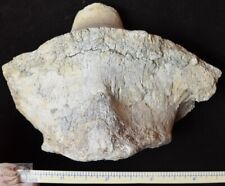 Rare C2 Titanothere Axis Vertebra, Fossil, Brontothere, S Dakota, Badlands, T700 picture