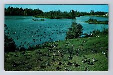 Alpena MI-Michigan, Alpena Wildfowl Sanctuary, Antique Vintage Postcard picture