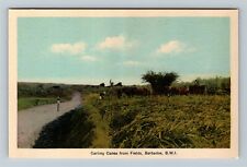 Barbados British West Indies, Carting Canes From Fields Vintage Postcard picture