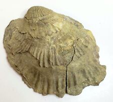 Large Fossilized Shell 5