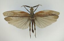 Orthoptera sp. from South Africa picture