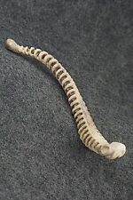 Rattlesnake Skeleton Zuni Fetish Carving - Maxx Laate picture