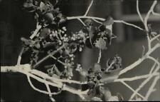 1925 Press Photo Mistletoe Parasitic Plant - dfpd42989 picture