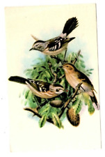 Postcard 1974 Elepaio Native Bird Hawaii Oahu Kauai Posted Chrome picture