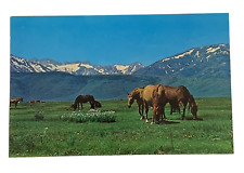 Spring Pasture Postcard California, Horses, Landscape, Mountains picture
