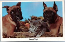postcard dog - Doubtful Pals - Two boxers with cat picture