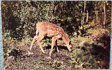 Nature's Darling A Young Deer Sagola Michigan 1950's Unused Vintage Postcard picture