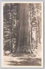 Redwoods State Park California, Roosevelt Tree, Vintage RPPC Real Photo Postcard picture