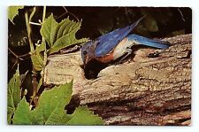 Bluebird Sialia Sialis Bird National Audubon Society Vintage Postcard picture