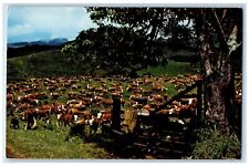 Maui Hawaii HI Postcard Purebred Hereford Breedings Cows Hawaiian Islands c1969 picture