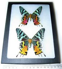 Urania ripheus pair male female REAL MADAGASCAR SUNSET MOTH FRAMED BUTTERFLY picture