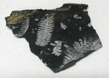 EXTINCTIONS- NICE NATURAL MULTIPLE PLATE OF WHITE FERN FROND FOSSILS - DISPLAY picture