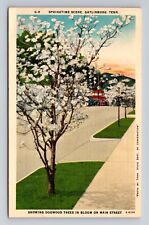 Gatlinburg TN-Tennessee, Springtime Dogwood Trees in Bloom Vintage Postcard picture