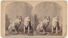 COLORADO SV - Taxidermy - Coyotes - WH Jackson 1880s RARE picture