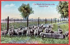 OSTRICH FARM, LOS ANGELES, CALIF ~ 2 MONTH OLD BIRDS ~ postcard~ 1915-1930   picture