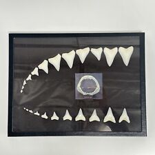 Great White Shark Teeth Set of 23 Replica picture