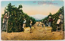 Vtg I'll Eat Oranges for You If You Throw Snowballs 1913 Orchard Mountains picture