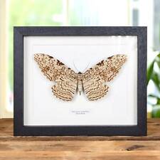 Witch Taxidermy Moth Frame (Thysania agrippina) picture