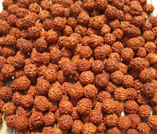 111 pc Loose Rudraksha Seeds Beads Nepal Origin, Natural 5 Mukhi 10 mm  picture
