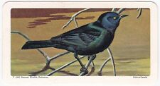 BROOKE BOND CANADA TEA CARD: SERIES 9 CAN/AM SONGBIRDS, BREWERS BLACKBIRD #35 picture
