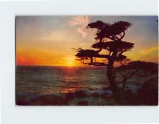 Postcard Sunset Beach Shore Sea Scene Tree Rocks picture