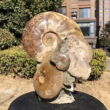 14.69LB Natural Large Beautiful Ammonite Fossil Conch Crystal Specimen Healing picture